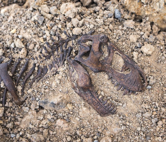 Squelette de tyrannosaure