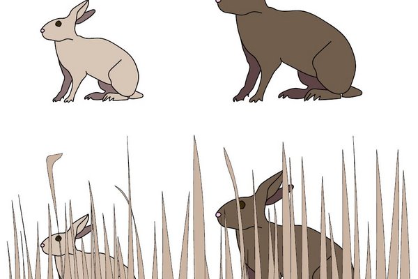 Illustration: ein heller und ein dunkler Hase, der helle ist im Gras der Umgebung besser getarnt