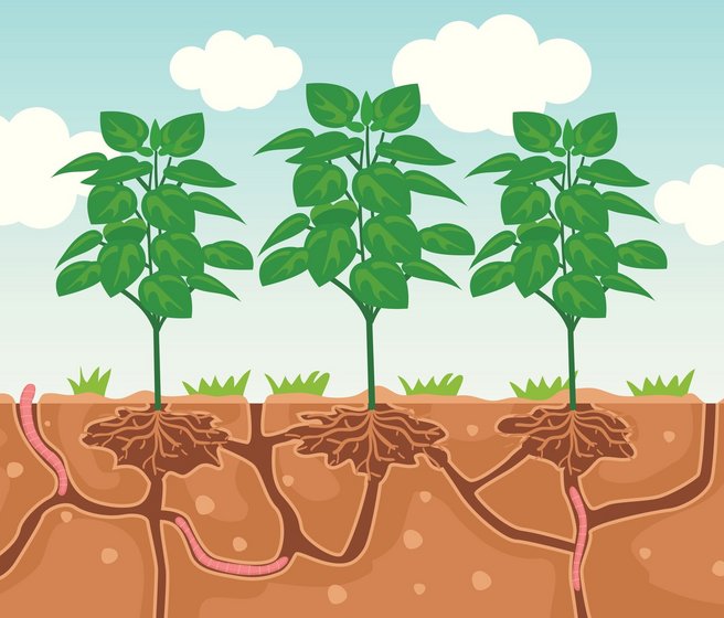 Galeries creusées dans le sol par les vers de terre