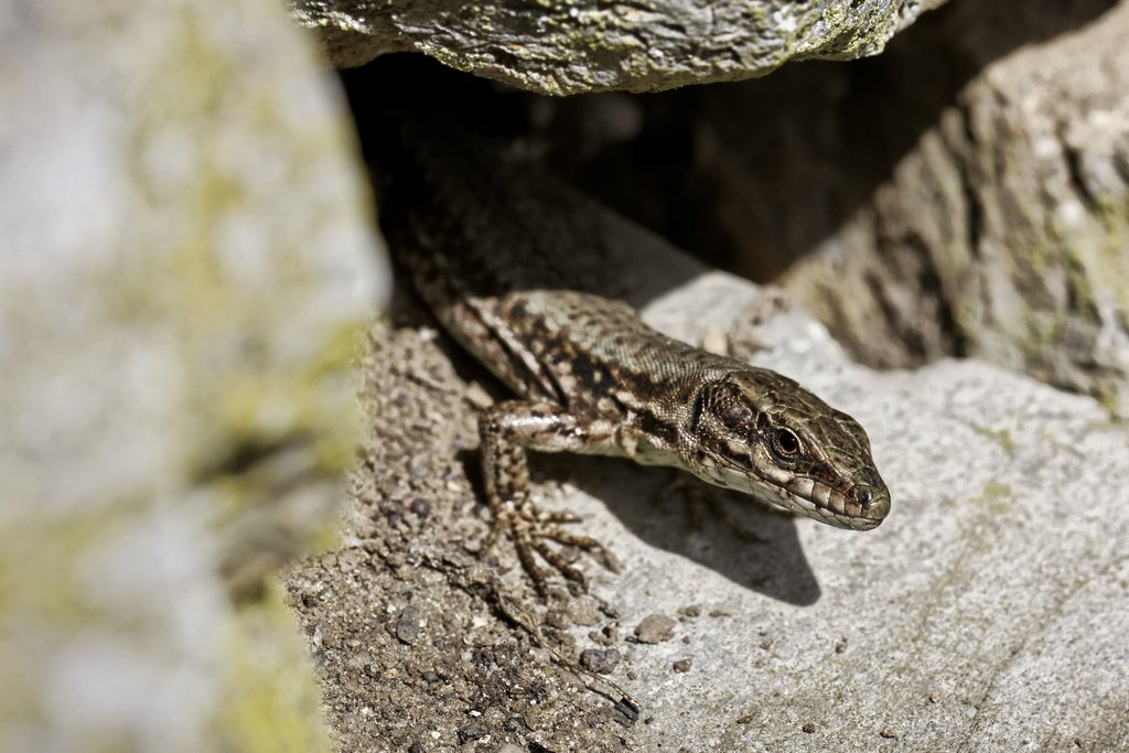 Lézard dans la lumière du soleil sur un rocher