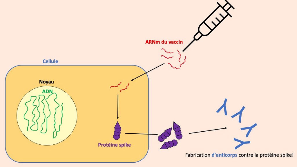 Fabrication d'une protéine spike