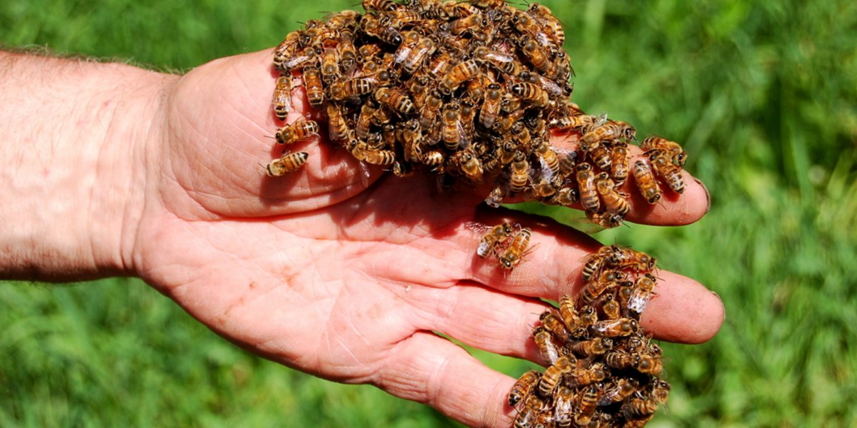 Bienen stechen niemals ohne Grund