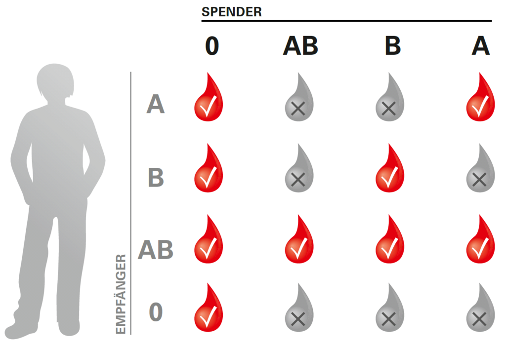 Kompatibilität der verschiedenen Blutgruppen