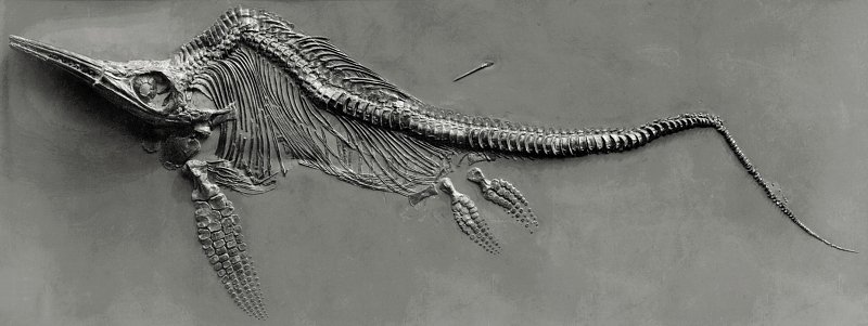 Fischsaurier-Fossil