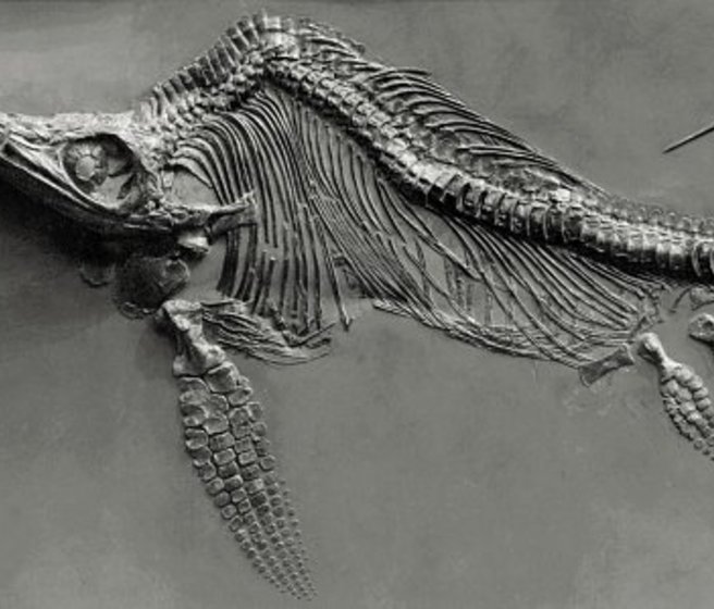 Fossile d'un ichtyosaure