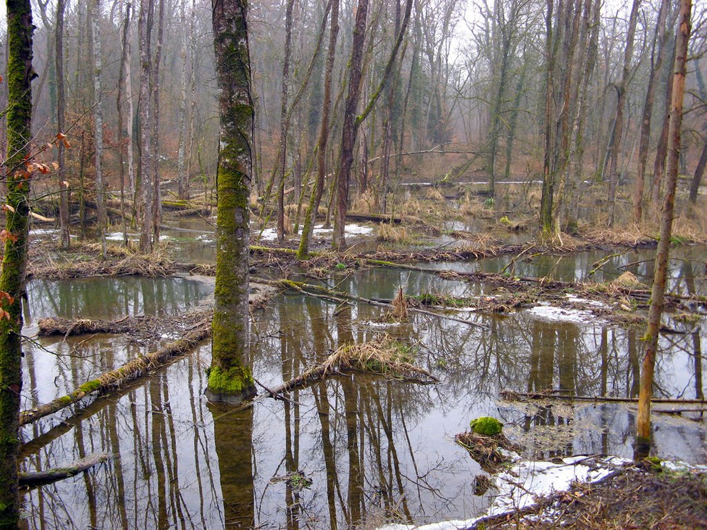 Bibersee bei Marthalen