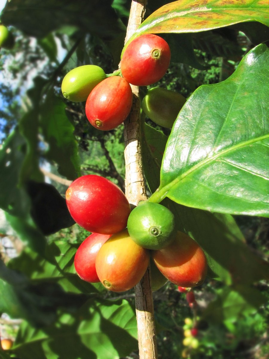 Reife rote und unreife grüne Früchte am Kaffeestrauch