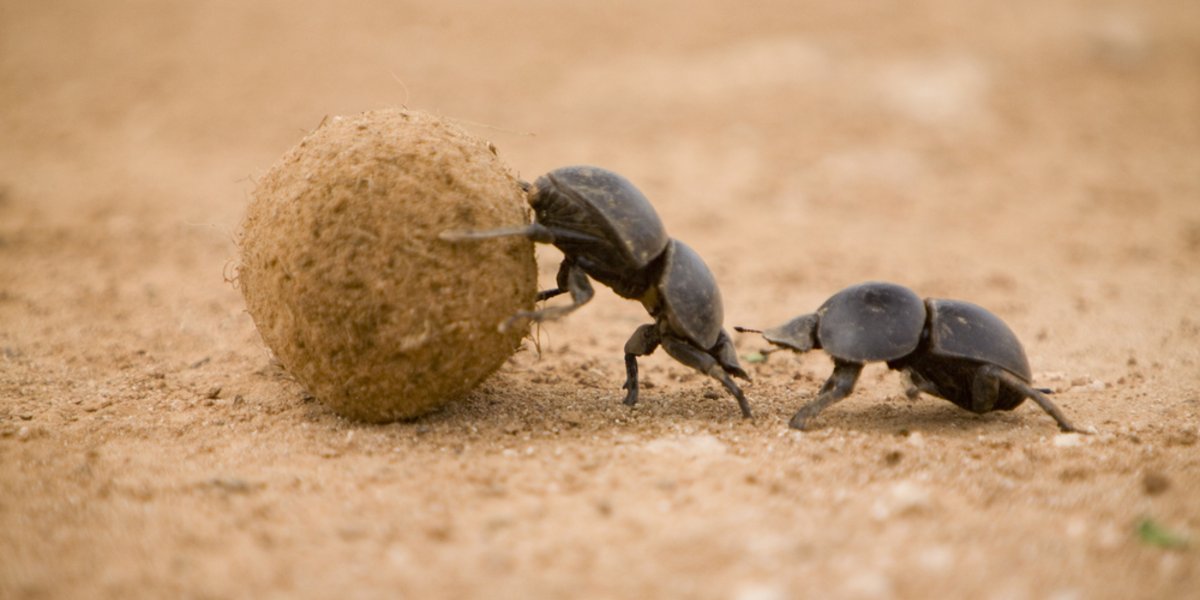 Bousier avec boule de bouse