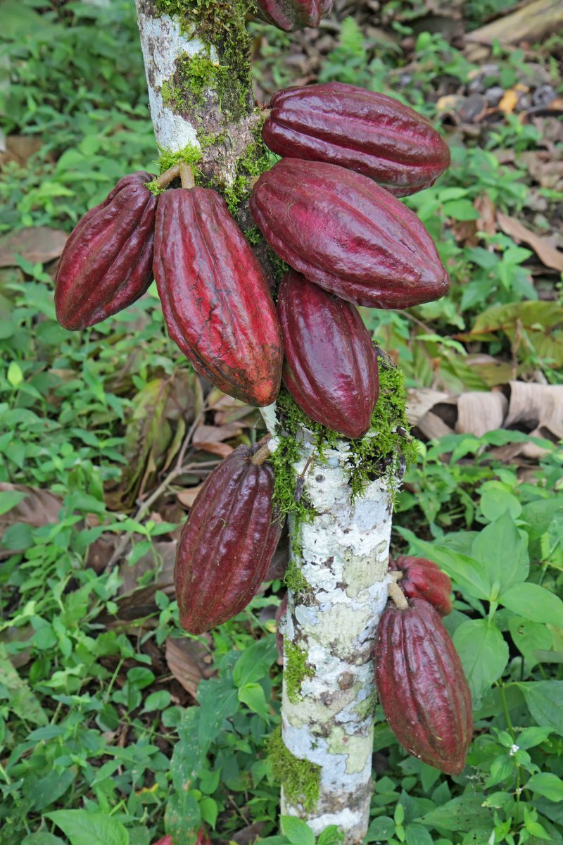 Les cabosses sont de longs fruits brun-rouge qui poussent à même le tronc.
