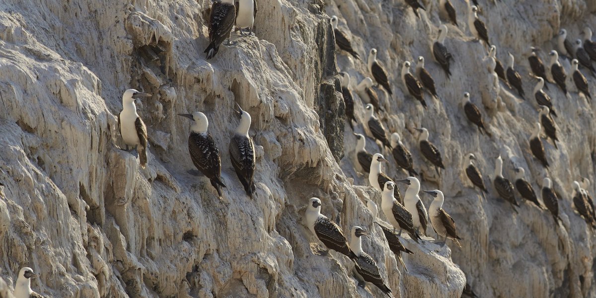 Guano en grande quantité chez une colonie de fous