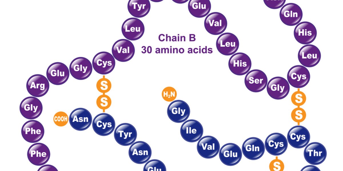 Proteine bestehen aus Aminosäureketten