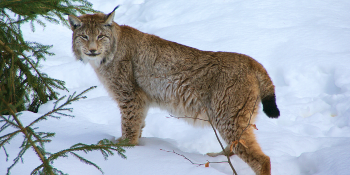 SimplyScience: Le lynx, pas félin pour rien!