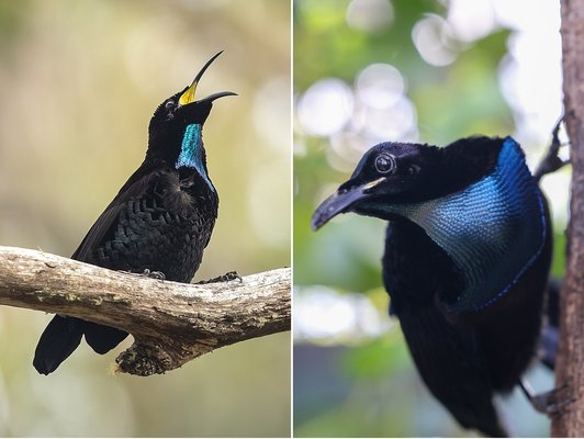 Collage: Zwei tiefschwarze Vögel mit grün-blauen Halsfedern, jeweils auf einem Ast sitzend