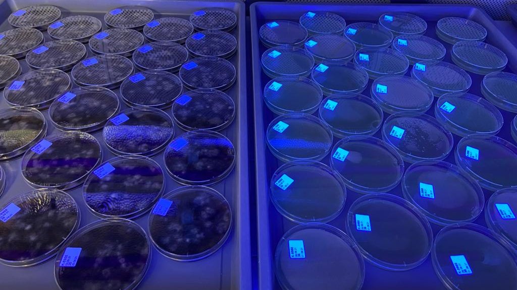 Agarplatten mit Pilzmyzelien im blau-violetten Licht einer UV-Lampe