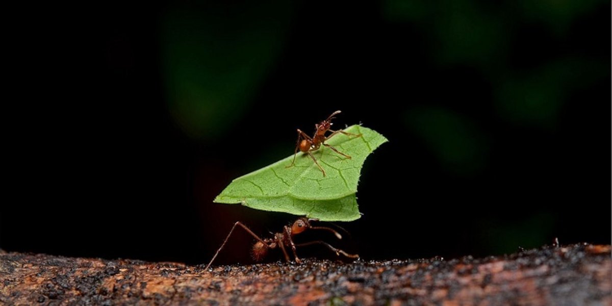 Fourmis coupeuses de feuilles