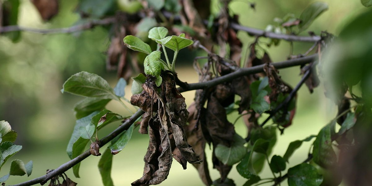 Apfelbaum mit Feuerbrand