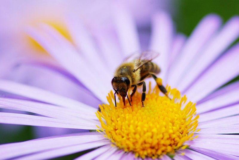 So kontrastreich können auch „einfarbige“ Blüten für Bienen aussehen