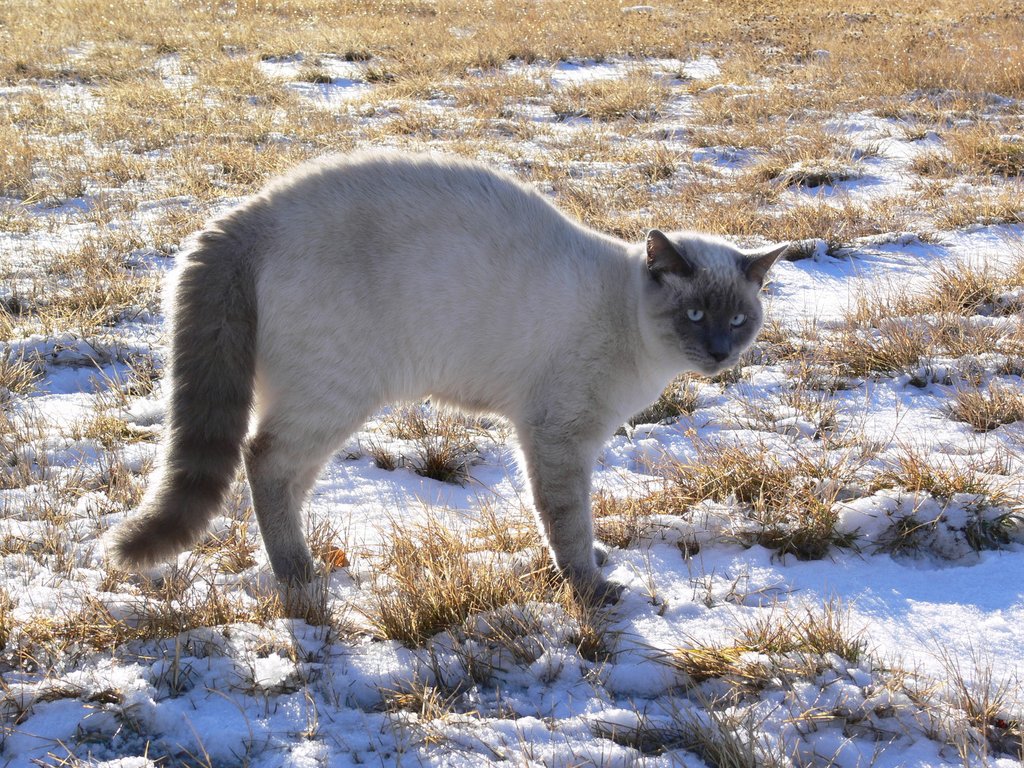 Katze mit gesträubtem Fell