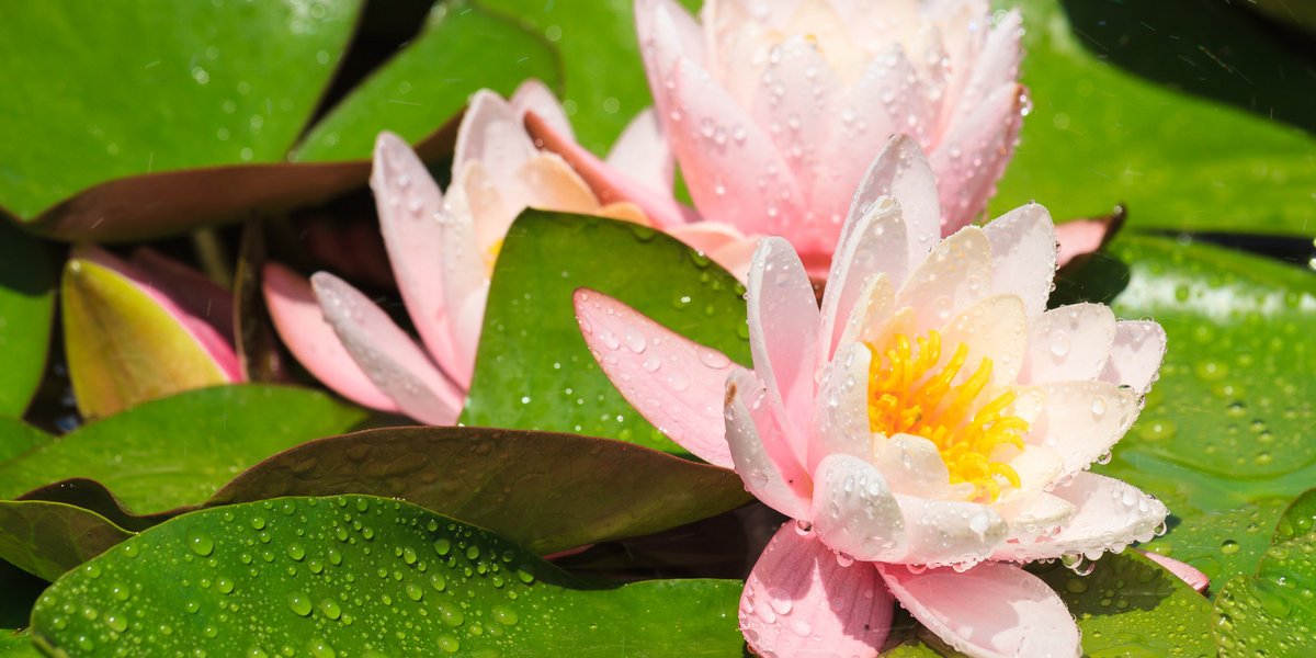 Die Lotusblume: ein Sinnbild für Reinheit