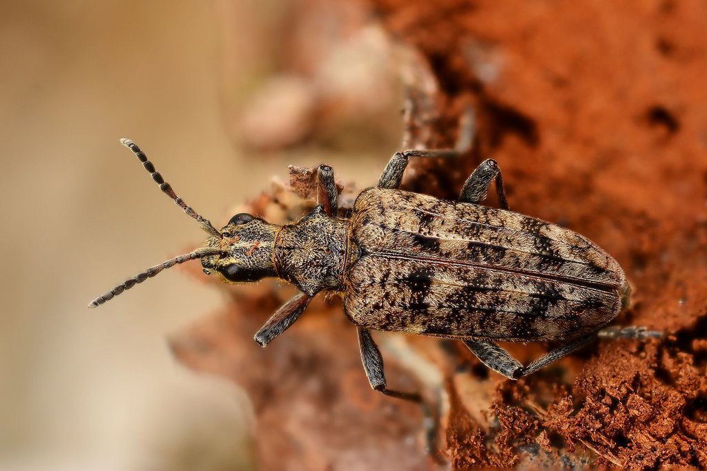 Graubraun gemusterter Käfer mit länglichem Körper im selektiven Fokus auf Waldboden