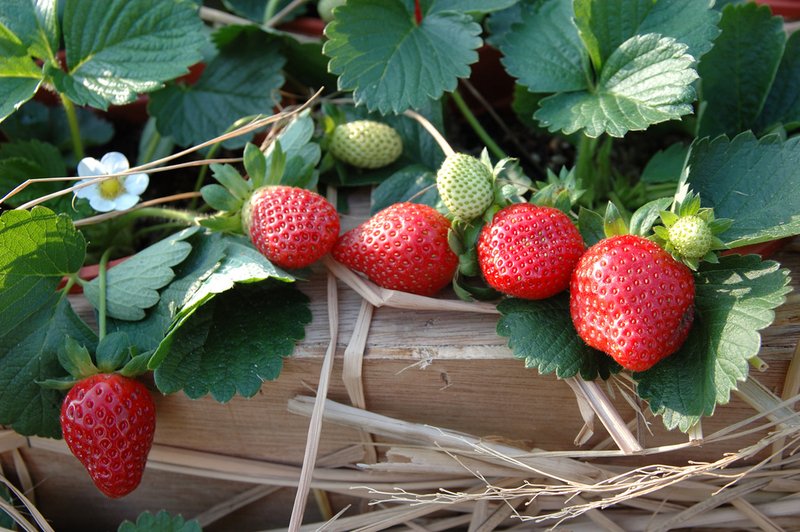 Erdbeerpflanzen sind natürliche Klone.