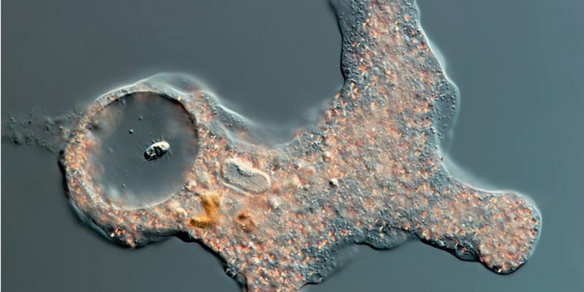 Une Amoeba proteus ayant capturé une petite particule végétale