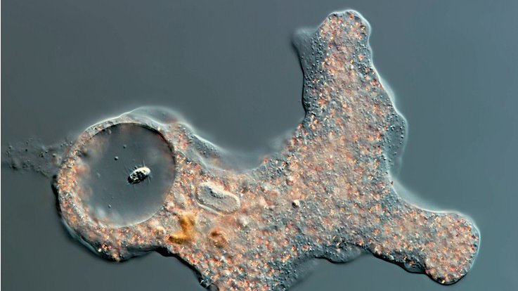 Amoeba proteus mit einem kleinen Pflanzenstück