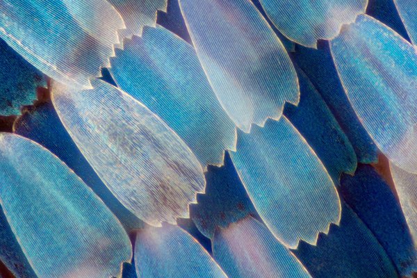 Aile de papillon vue au microscope optique