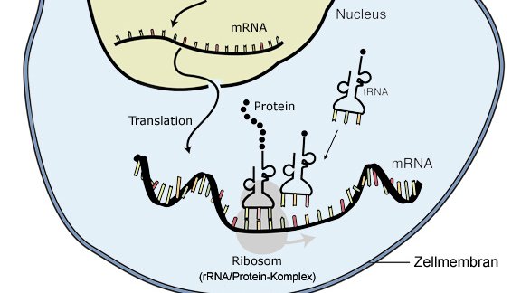 Transkription der DNA und Translation der mRNA.