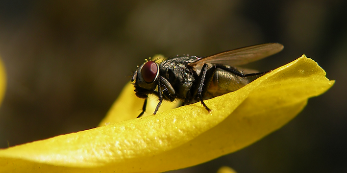 Une mouche