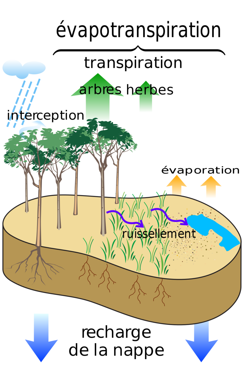 Cycle de l'eau dans la forêt