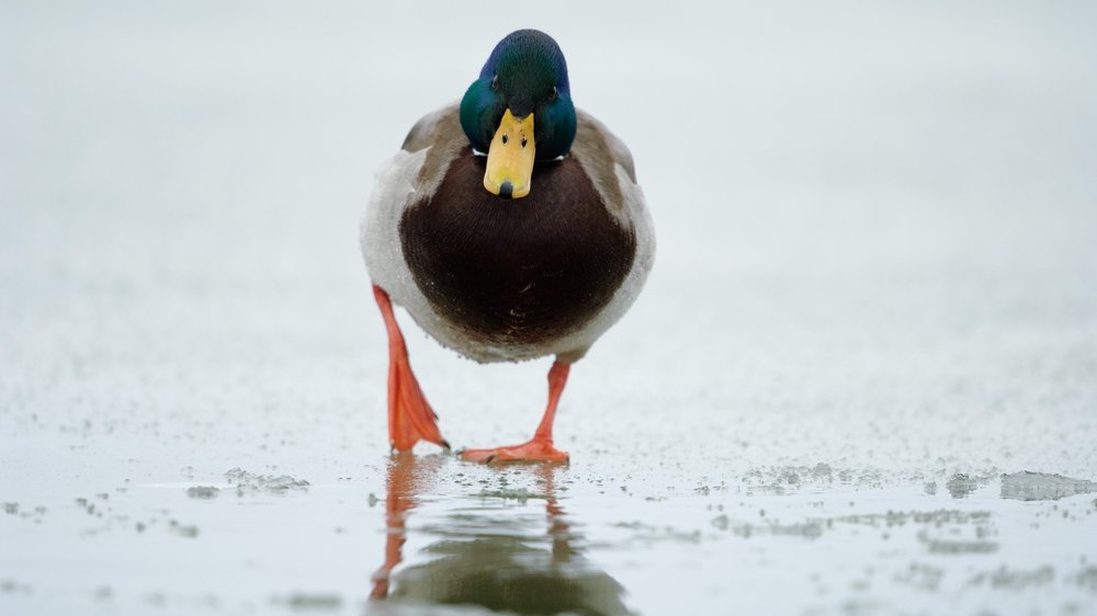 Eine Ente spaziert mit kalten Füssen übers Eis