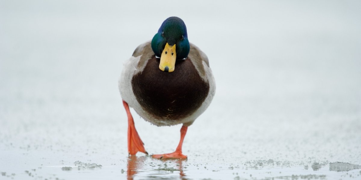 Eine Ente spaziert mit kalten Füssen übers Eis