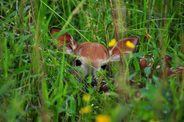 Les faons sont souvent victimes des moissonneuses qui ne les voient pas assez tôt dans les hautes herbes.