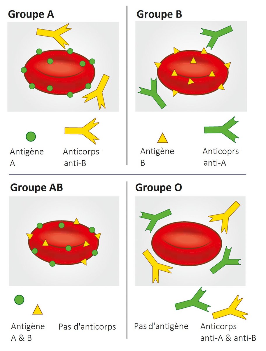 Anticorps et antigènes des différents groupes sanguins