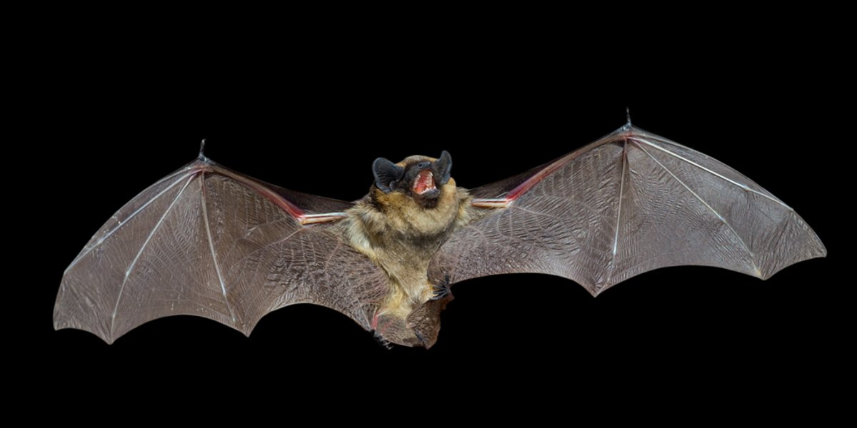 Une chauve-souris en vol de nuit