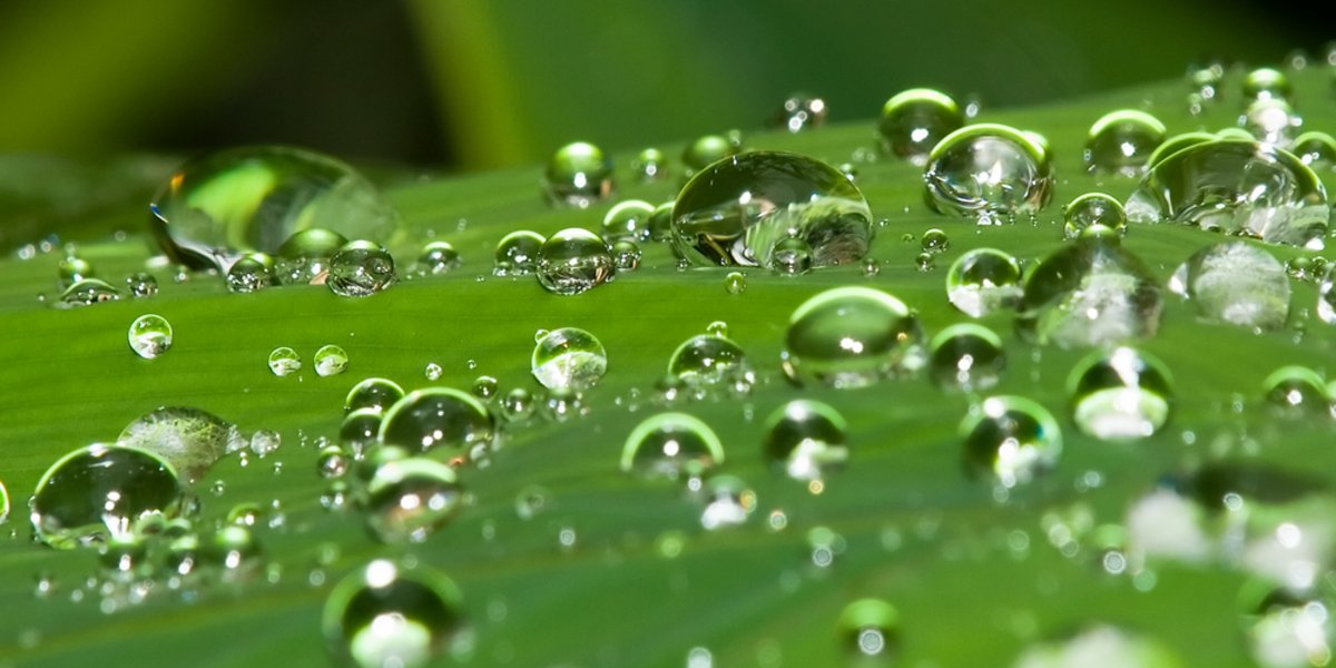 Wasser bildet Tropfen