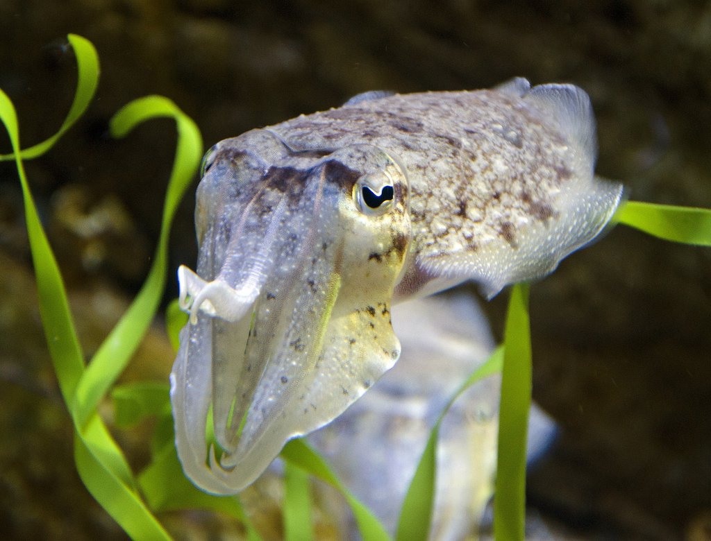 Ein Tintenfisch in seinem natürlichen Habitat zwischen Algen