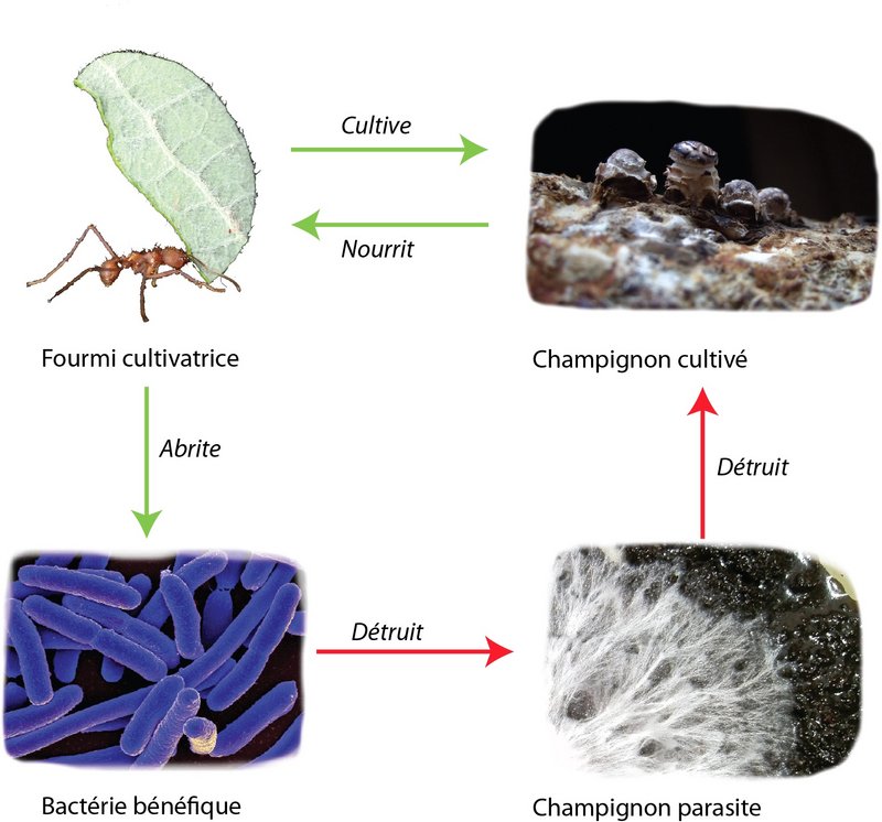 Schéma des intéractions entre fourmis, bactéries et champignons