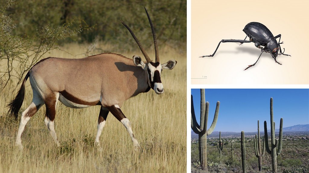 L’antilope Oryx, tenebrionido, saguaro cactus