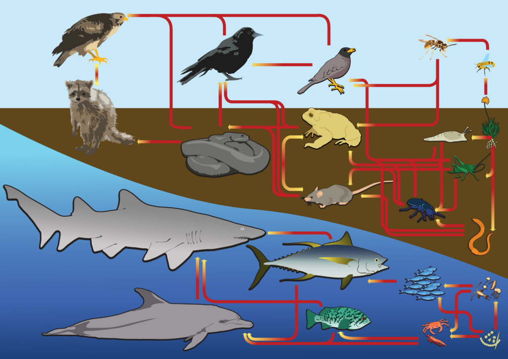 Illustrazione di una catena alimentare