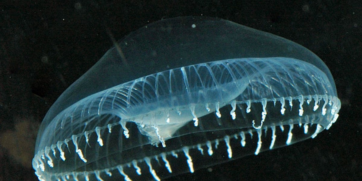 Cette méduse de l'Océan pacifique produit de la lumière
