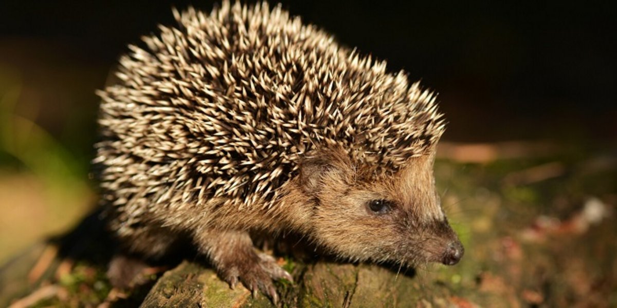 Igel in der Nacht