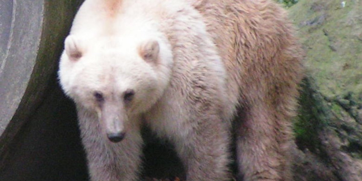 Hellbraun gefärbter Bär mit fast weisslichen Stellen am Kopf und Hals, aufgenommen in einem Gehege