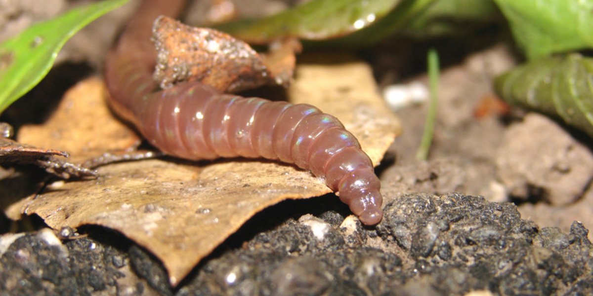 Le ver de terre est un habitant très important du sol