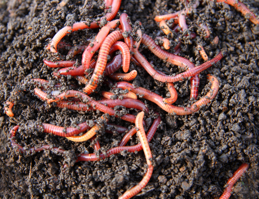 Des vers du fumier dans un compost