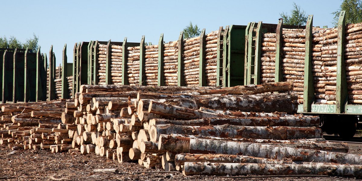 Des troncs de bois en attente d'être découpés.