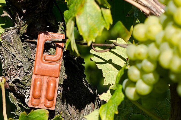 Pheromon-Dispenser auf einem Weinberg