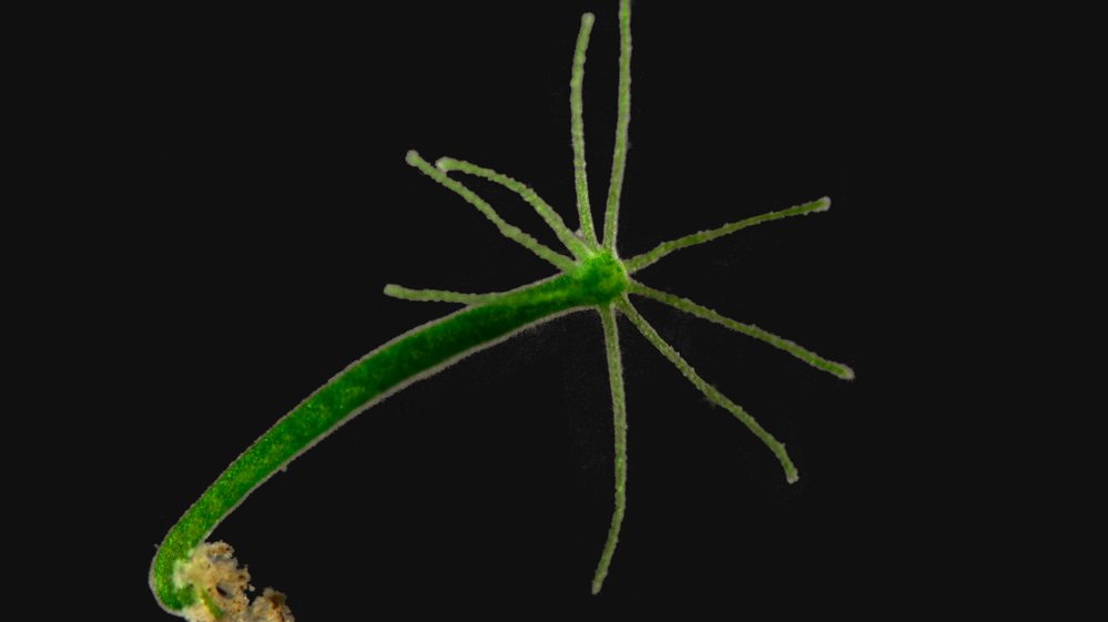 Ein Süsswasserpolyp vor schwarzem Hintergrund