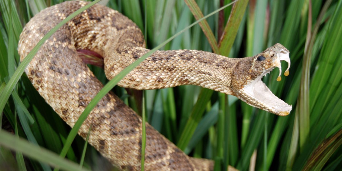 Un serpent à sonnette en position d'attaque.